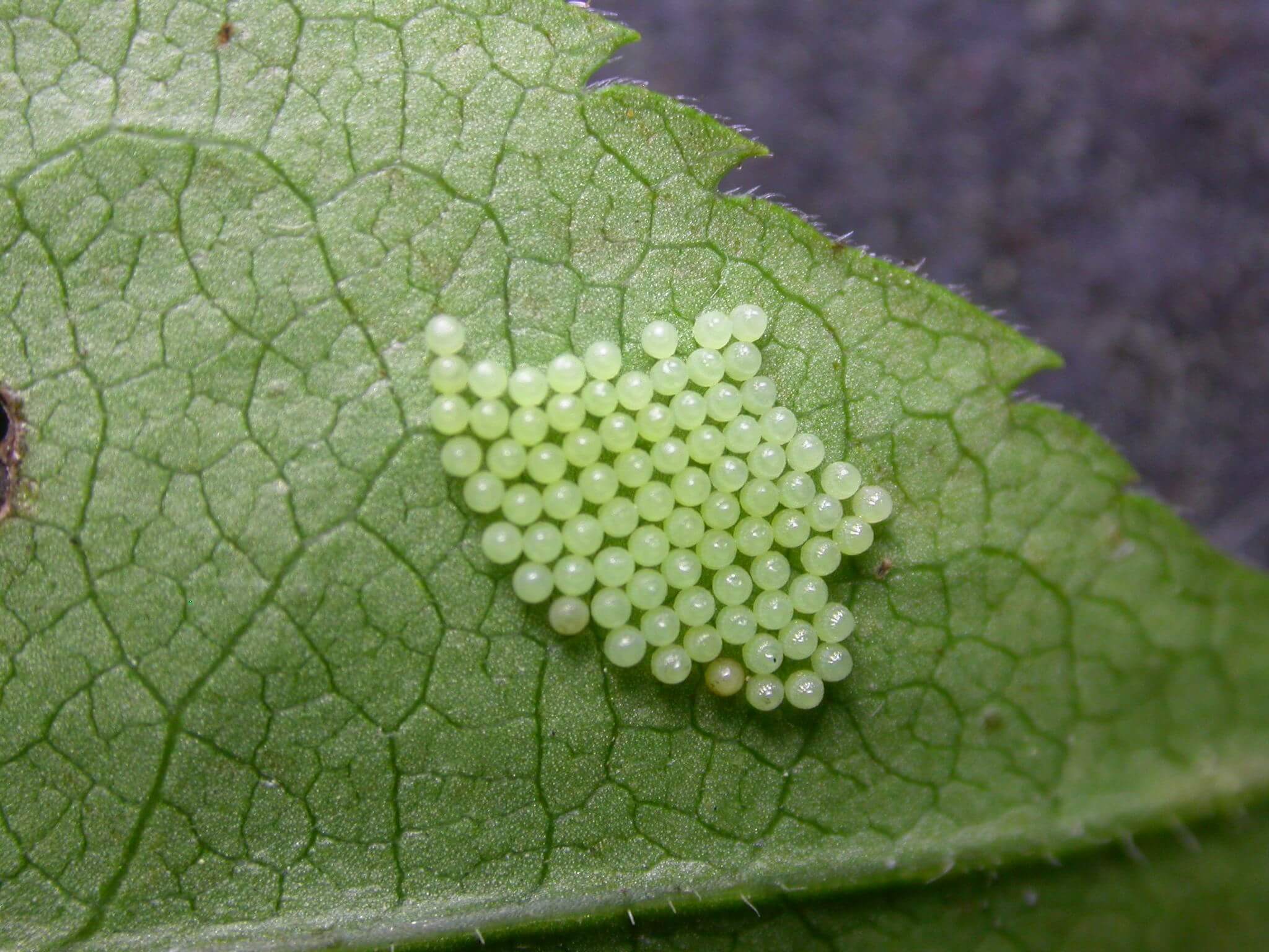 Butterfly Eggs Life Cycle, Laying, Hatching, Identification, & More