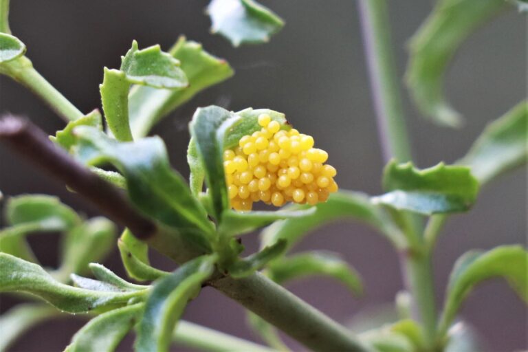 Butterfly Eggs Life Cycle, Laying, Hatching, Identification, & More