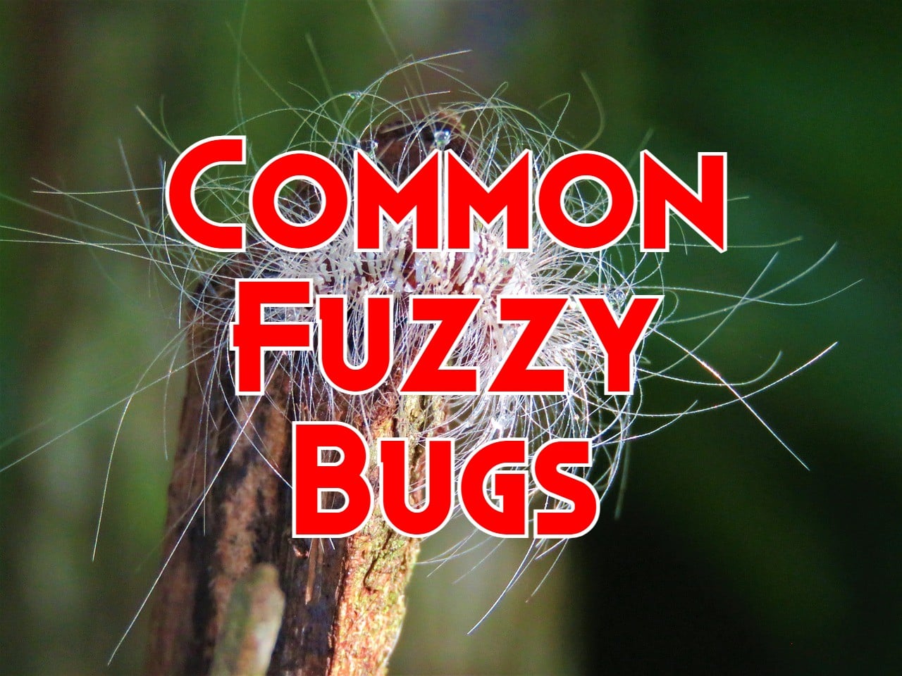 10 Common Fuzzy Bugs You May Encounter (with Pictures)