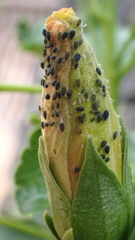 13 Types of Black Aphids (& How to Get Rid of Them)