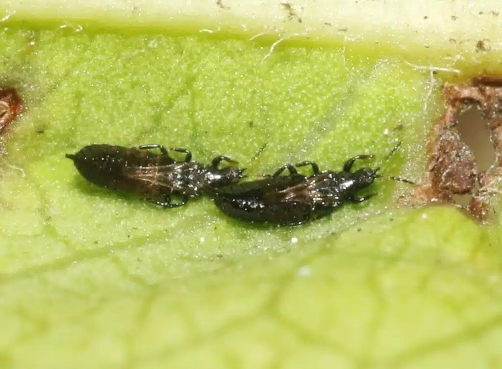 17 Black Bugs on Plants (& How to Get Rid of Them)