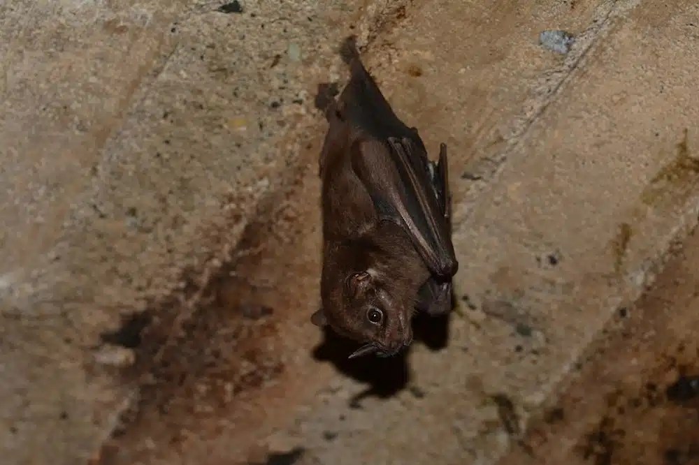 21 Bats That Pollinate (with Pictures)