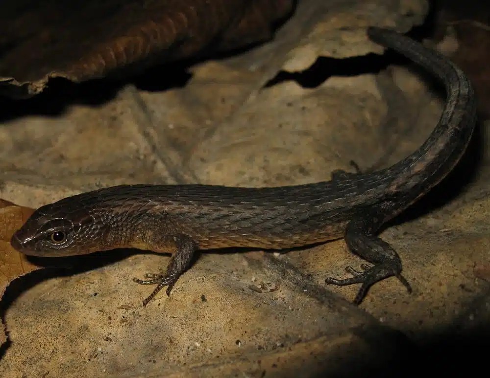 20 Common Lizards In The Rainforest (with Pictures)