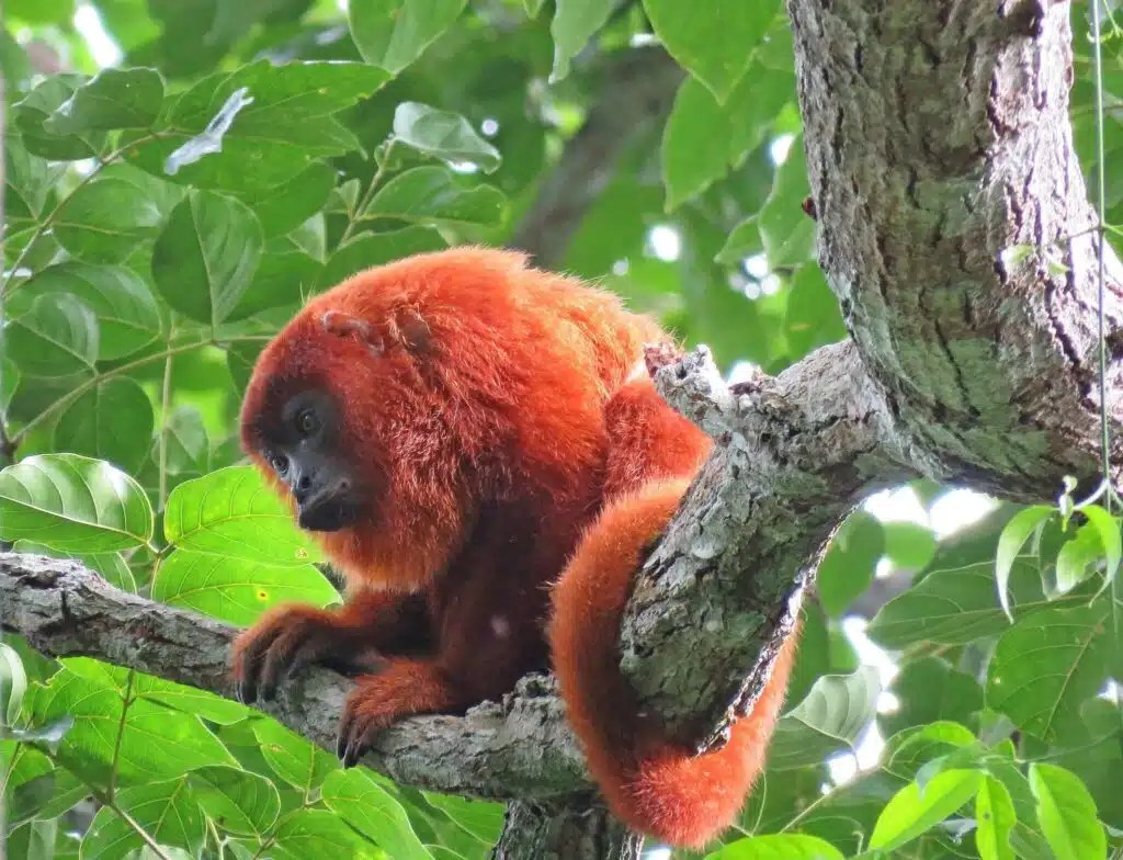 11 Types of Red Monkeys (with Pictures)