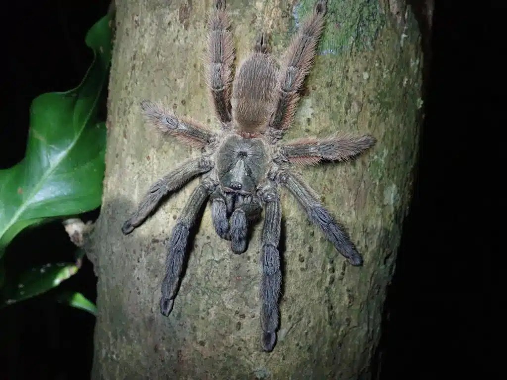 11 Best Arboreal Tarantulas (For Beginners and Advanced Owners)