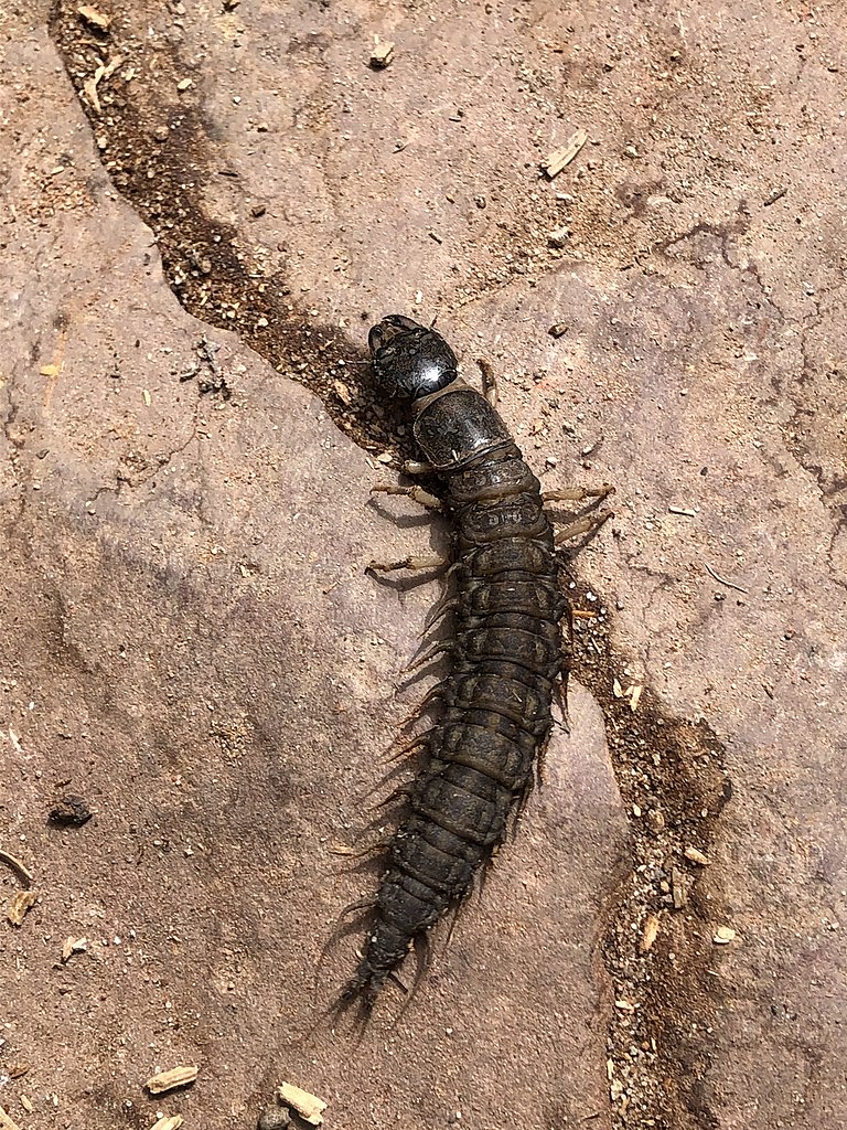 17 Bugs With Pincers in the Front (With Pictures)