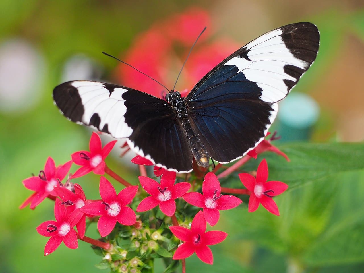 Black and White Butterfly Spiritual Meaning & Symbolism