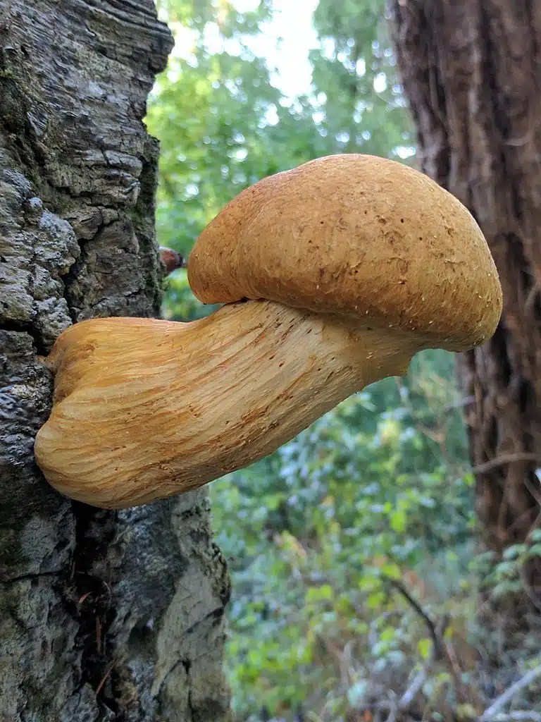 38 Yellow Mushrooms and Fungi (Identification And Edibility)