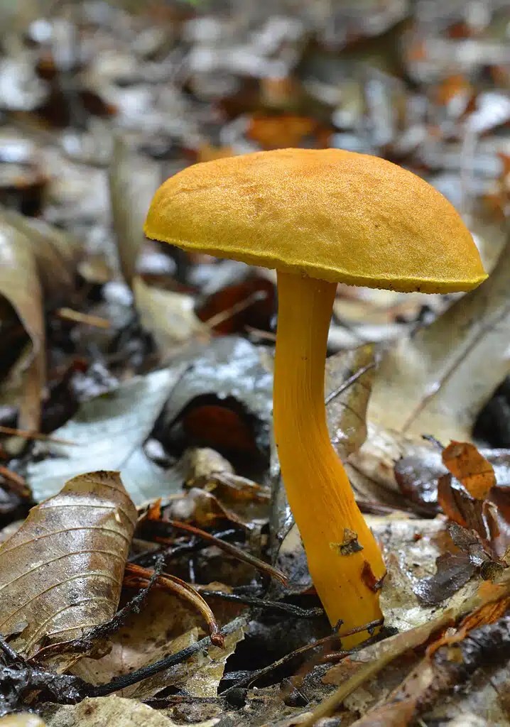 38 Yellow Mushrooms and Fungi (Identification And Edibility)