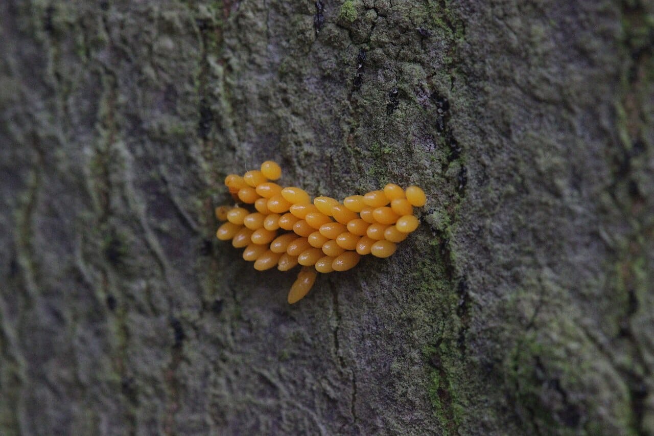 Ladybug Eggs Everything You Need To Know
