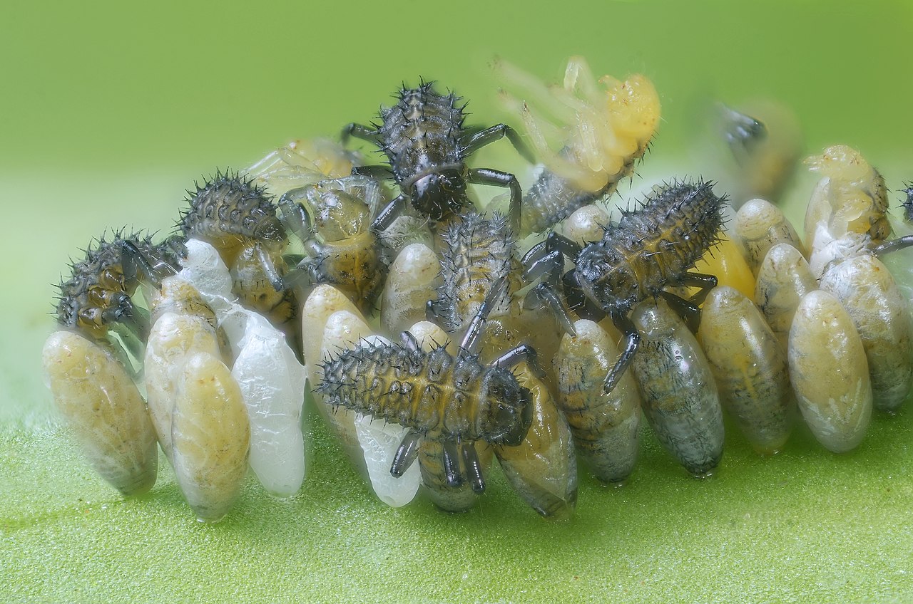 Ladybug Eggs Everything You Need To Know