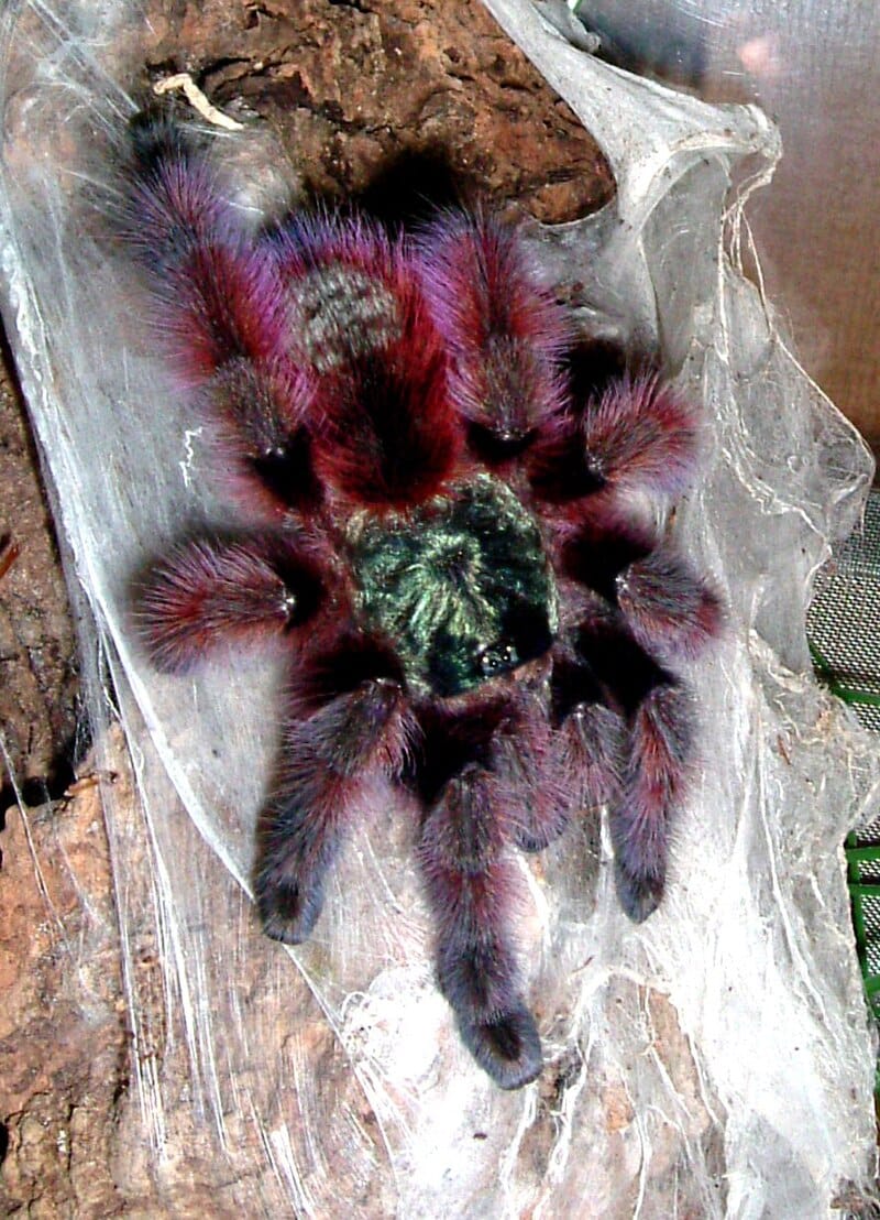 11 Best Arboreal Tarantulas (For Beginners and Advanced Owners)