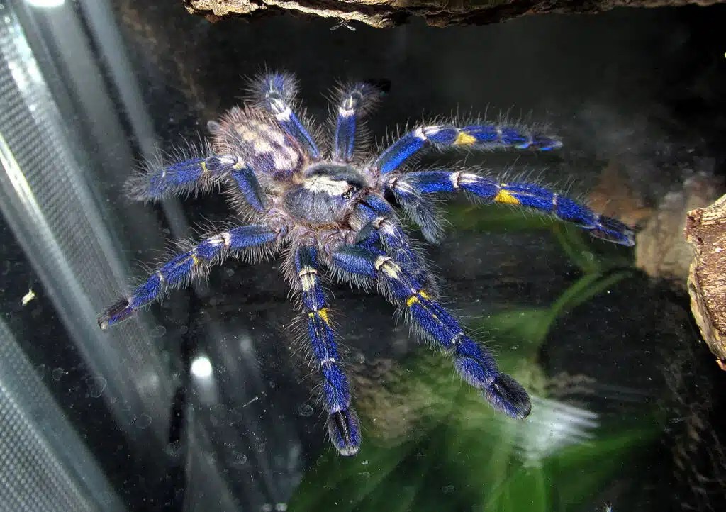 11 Best Arboreal Tarantulas (For Beginners and Advanced Owners)