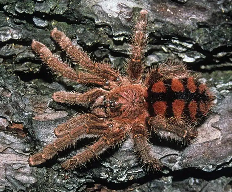 11 Best Arboreal Tarantulas (For Beginners and Advanced Owners)