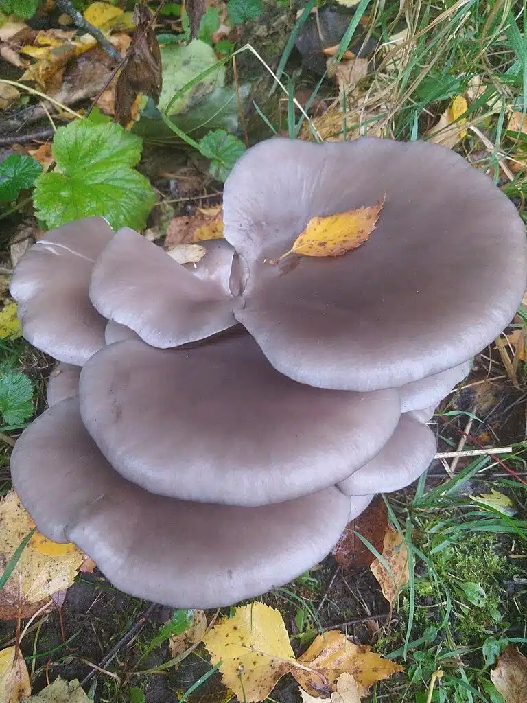 16 Oyster Mushroom LookAlikes (and Identification Guide)