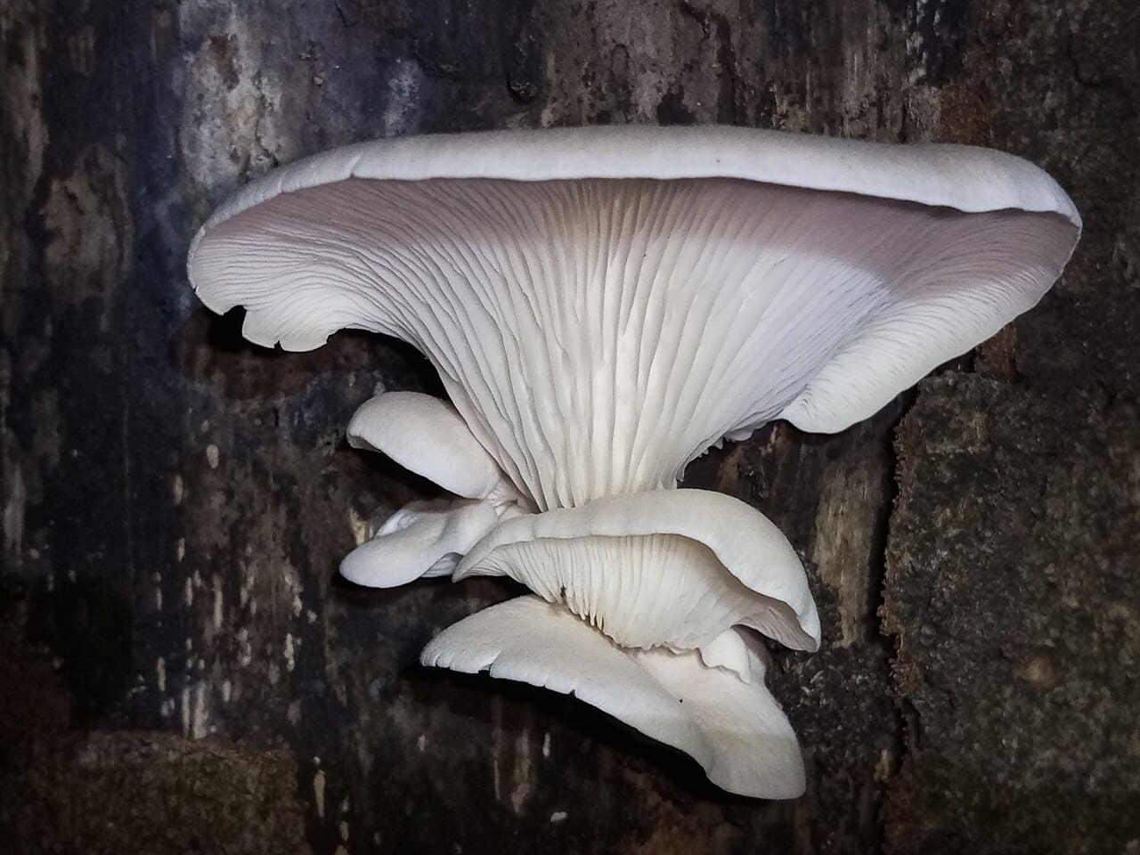 16 Oyster Mushroom LookAlikes (and Identification Guide)