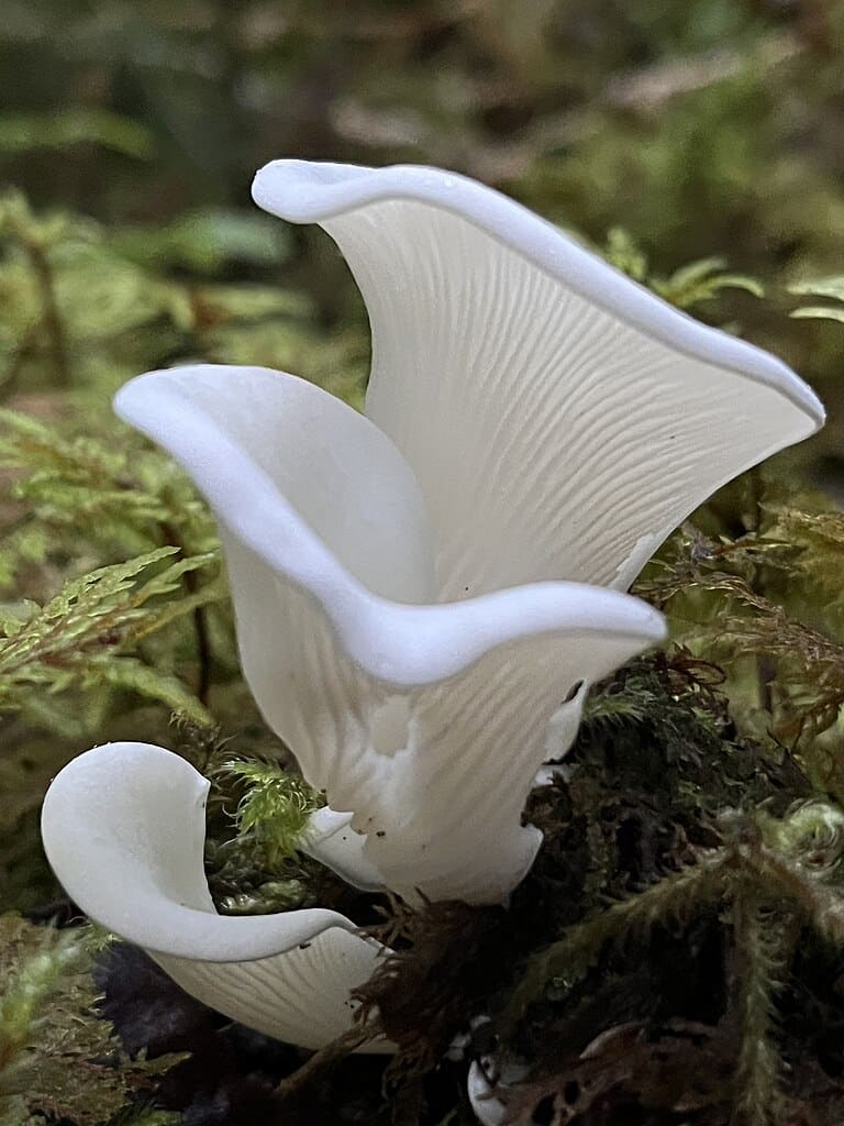 16 Oyster Mushroom LookAlikes (and Identification Guide)