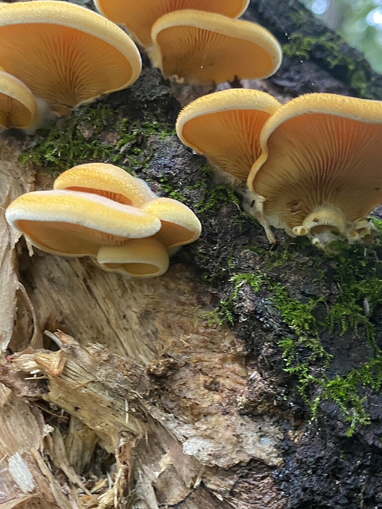 16 Oyster Mushroom LookAlikes (and Identification Guide)