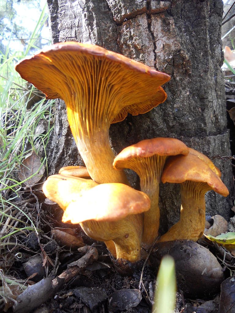 16 Oyster Mushroom LookAlikes (and Identification Guide)