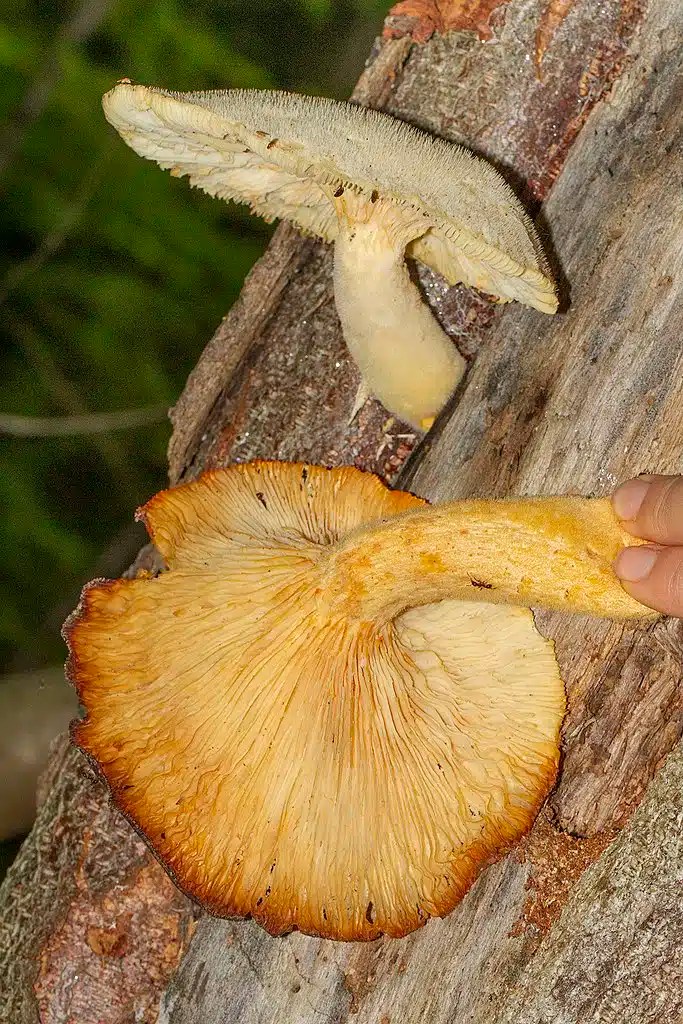 16 Oyster Mushroom LookAlikes (and Identification Guide)