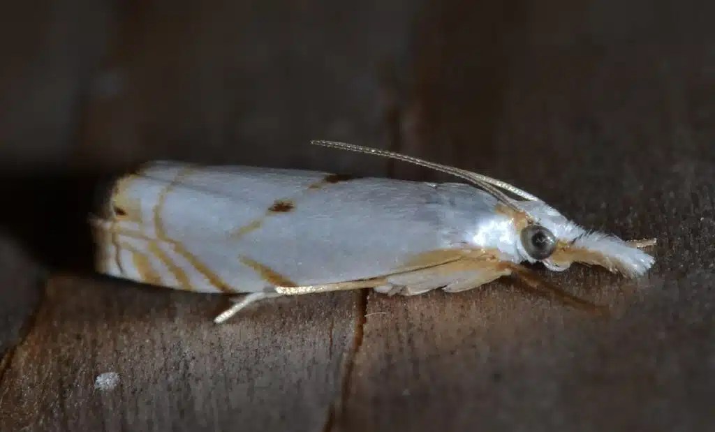 42 Beautiful White Moths in The United States (with Pictures)