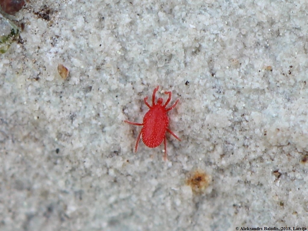 16 Tiny Orange Bugs You May Encounter (Some Can Bite)