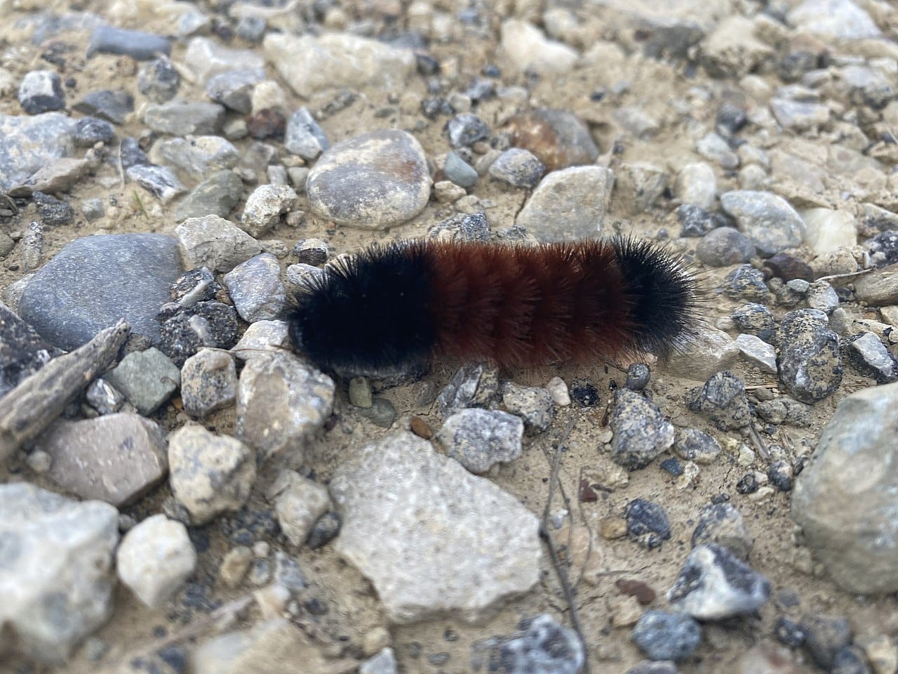 10 Common Fuzzy Bugs You May Encounter (with Pictures)(02)