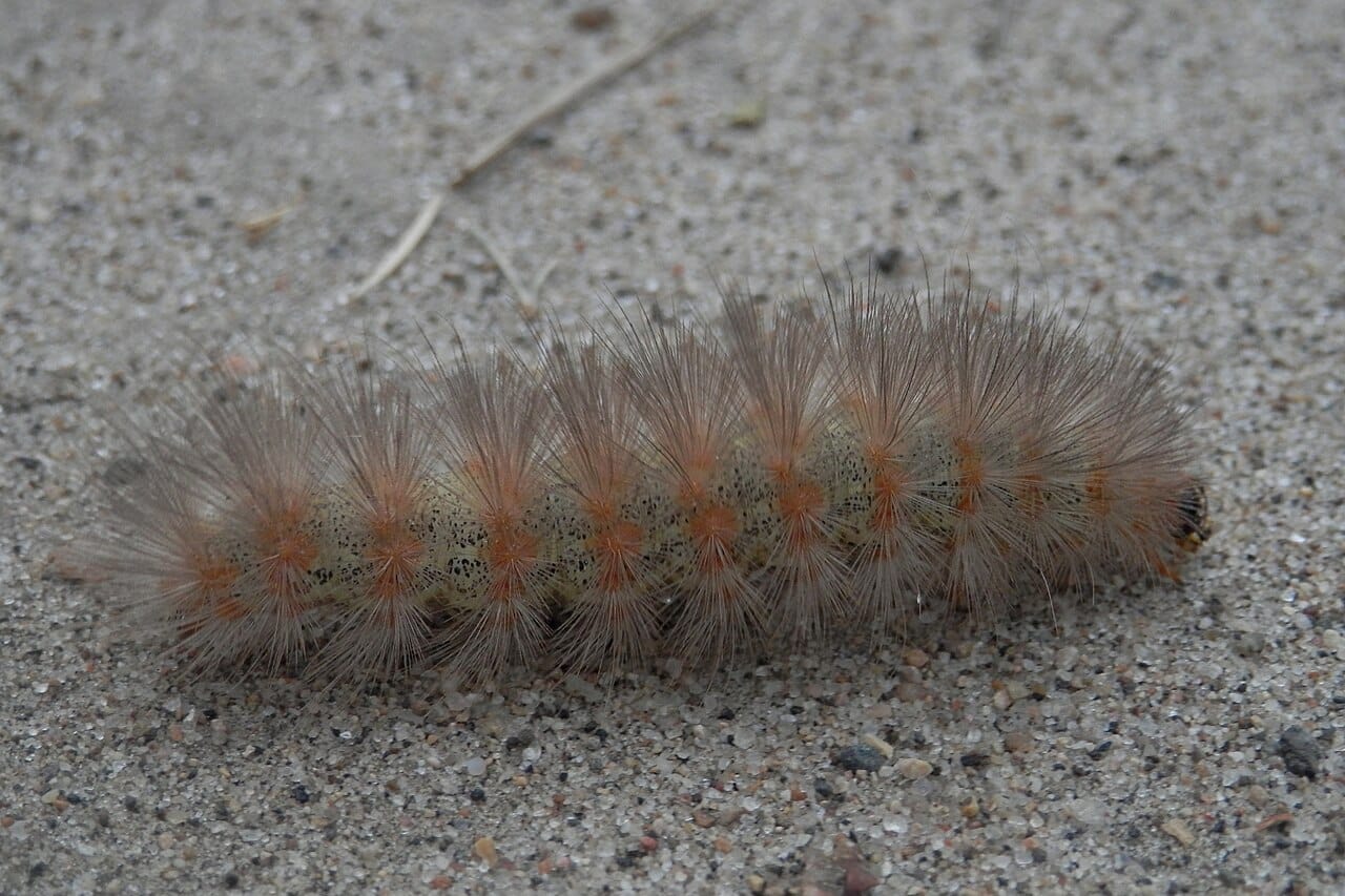 10 Common Fuzzy Bugs You May Encounter (with Pictures)