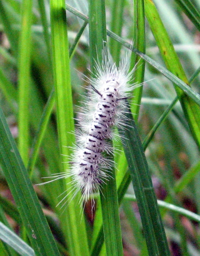 10 Common Fuzzy Bugs You May Encounter (with Pictures)