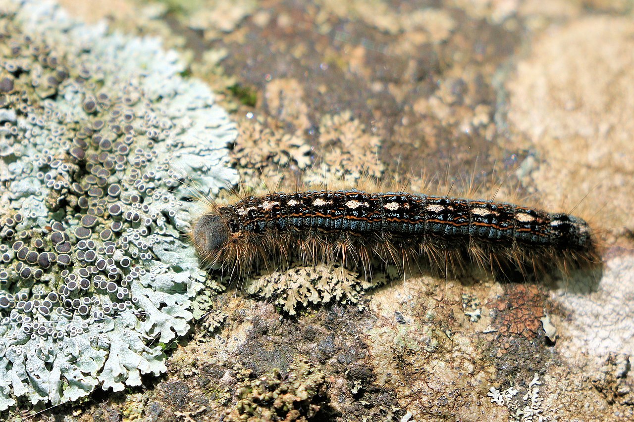 10 Common Fuzzy Bugs You May Encounter (with Pictures)