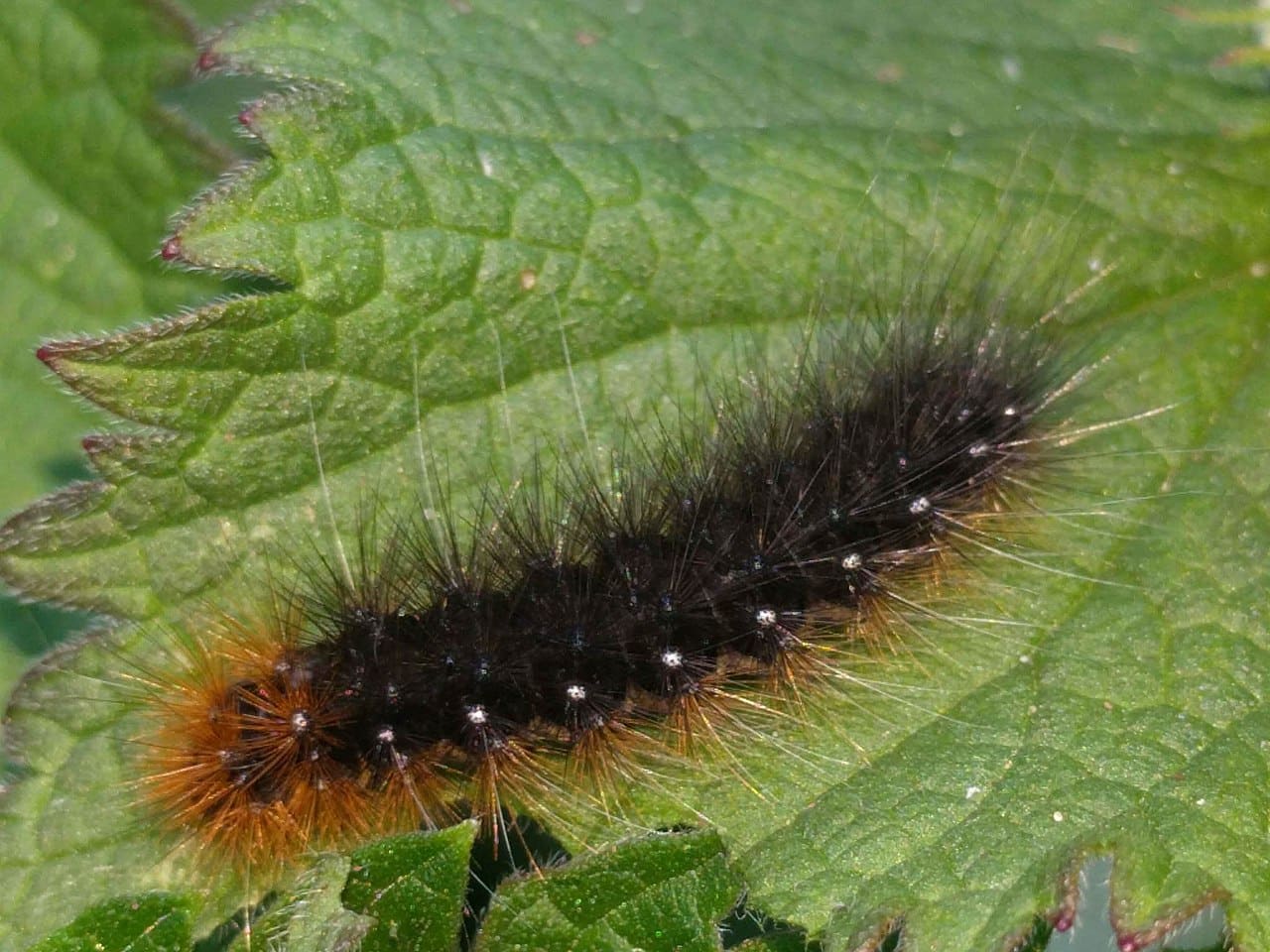 10 Common Fuzzy Bugs You May Encounter (with Pictures)