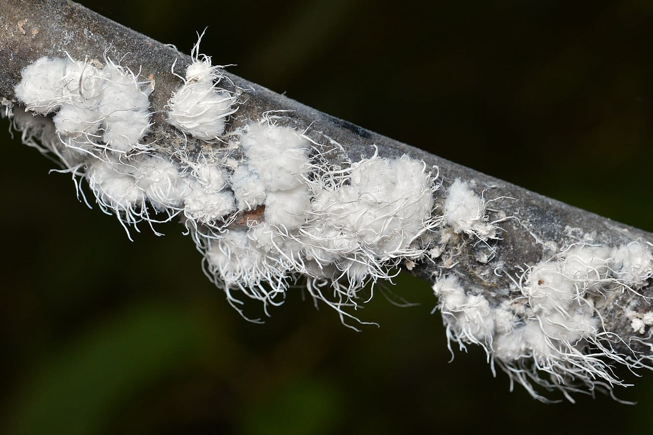 10 Common Fuzzy Bugs You May Encounter (with Pictures)(04)