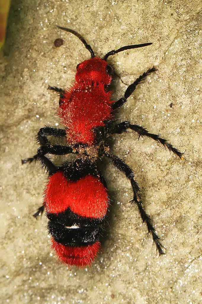 10 Common Fuzzy Bugs You May Encounter (with Pictures)