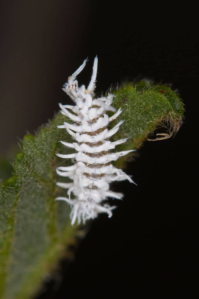 10 Common Fuzzy Bugs You May Encounter (with Pictures)