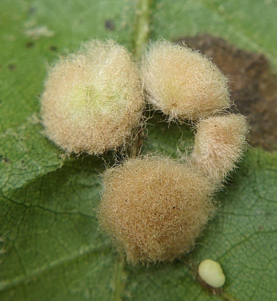 10 Common Fuzzy Bugs You May Encounter (with Pictures)