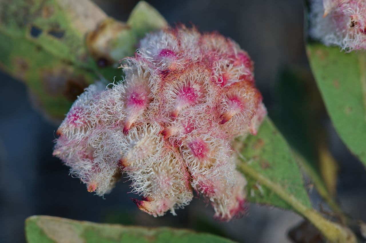 10 Common Fuzzy Bugs You May Encounter (with Pictures)