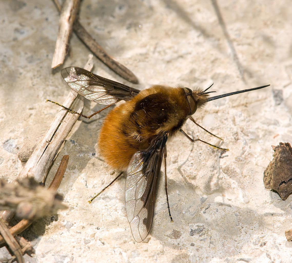 10 Common Fuzzy Bugs You May Encounter (with Pictures)