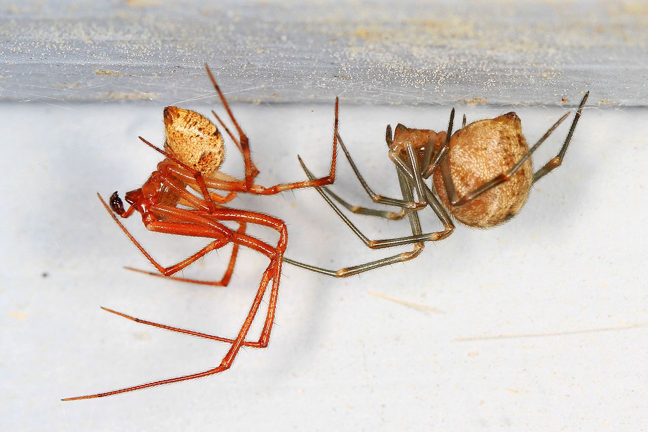 17 Common Bugs in Apartments (& How to Get Rid of Them)