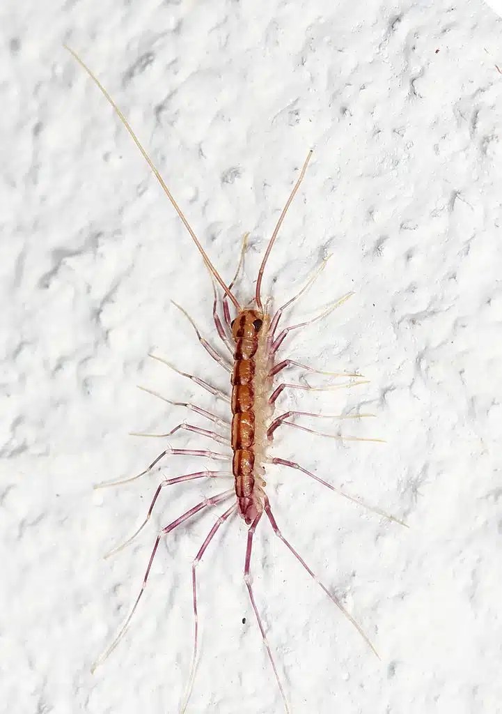 17 Common Bugs in Apartments (& How to Get Rid of Them)