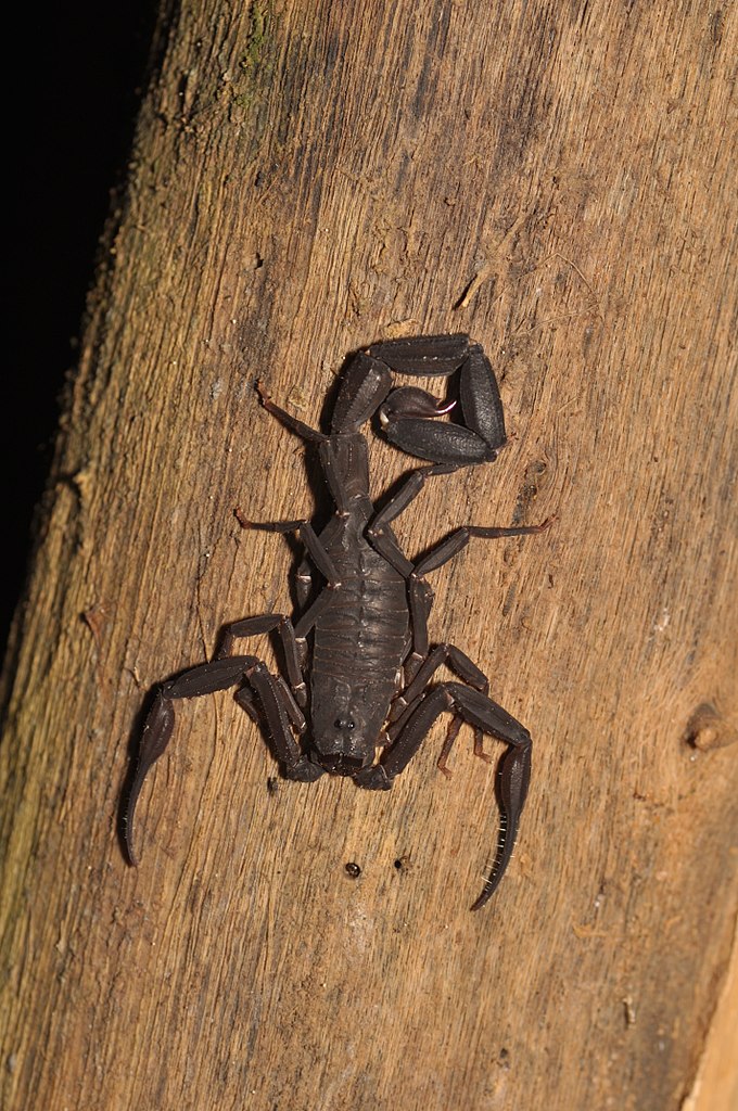 17 Common Bugs in Apartments (& How to Get Rid of Them)