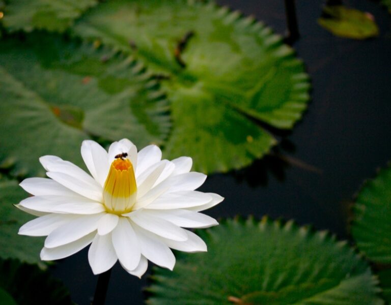 16 Best Plants For Turtle Ponds (12 IS A MUST HAVE)