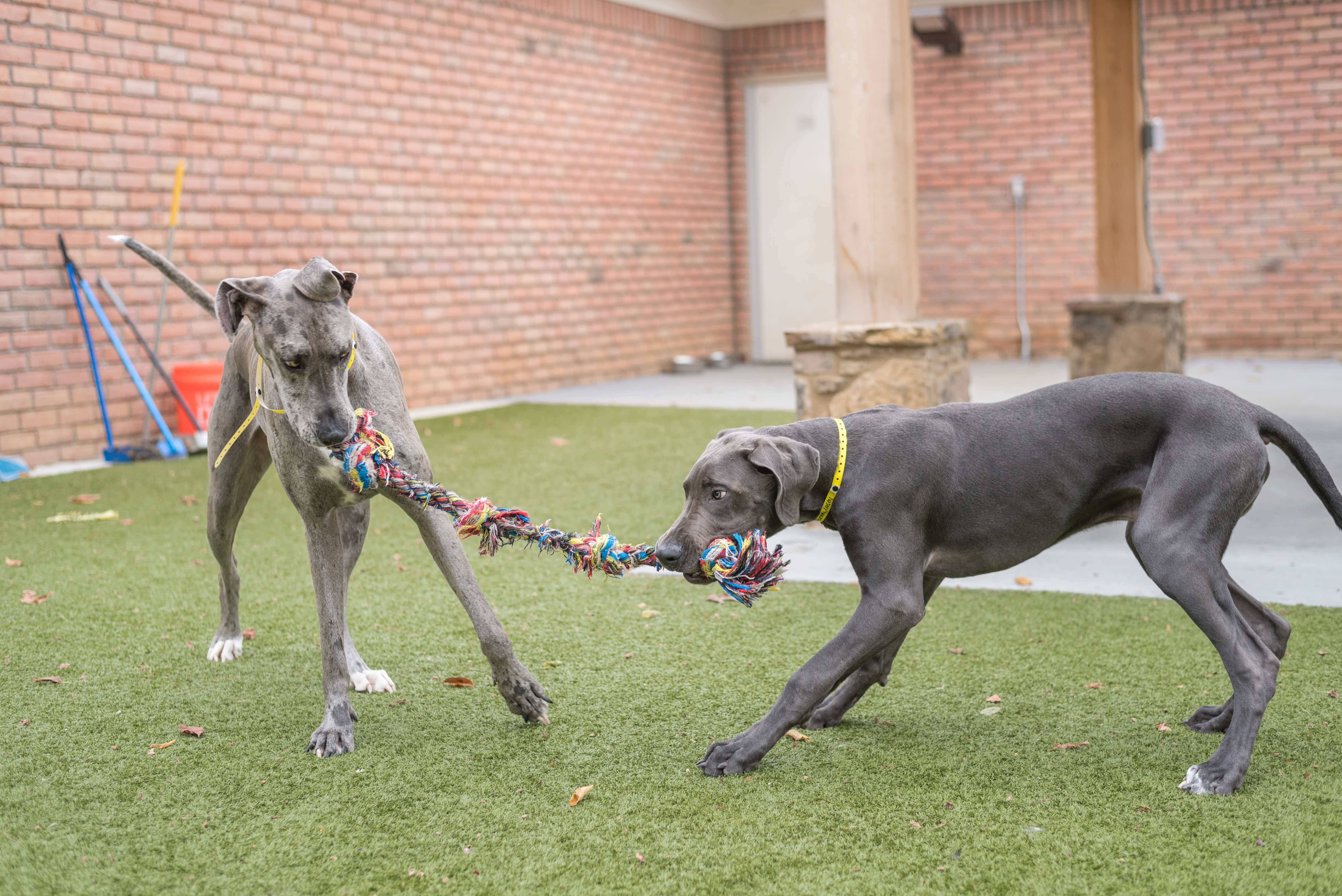 Average Cost To Spay A Dog Uk petfinder