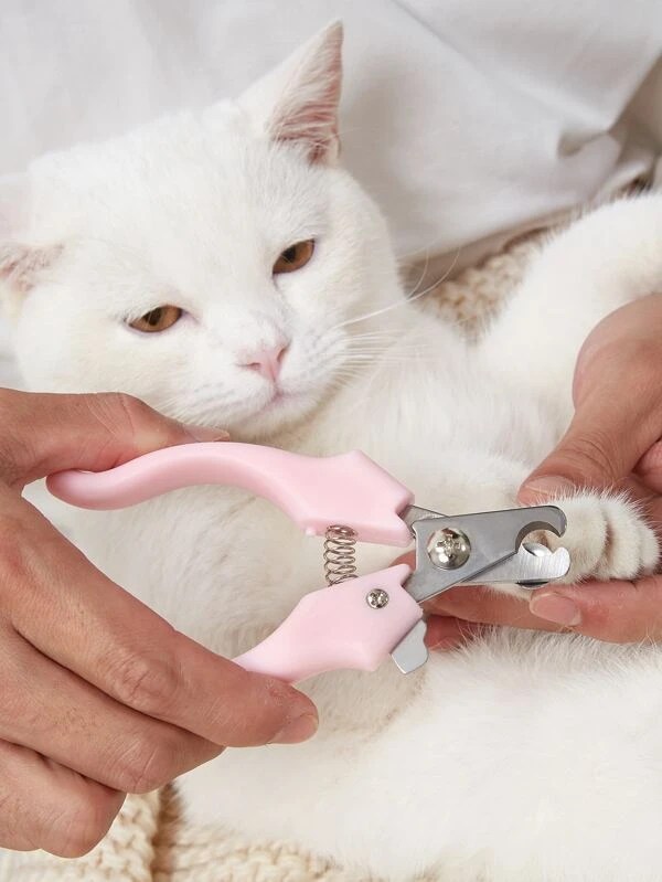 Cat Grooming Services in Delhi NCR and South Delhi The Pet K9