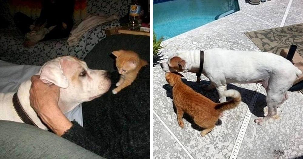 Dying Senior Dog On Last Car Ride, His Face Impression Tears Up His Family