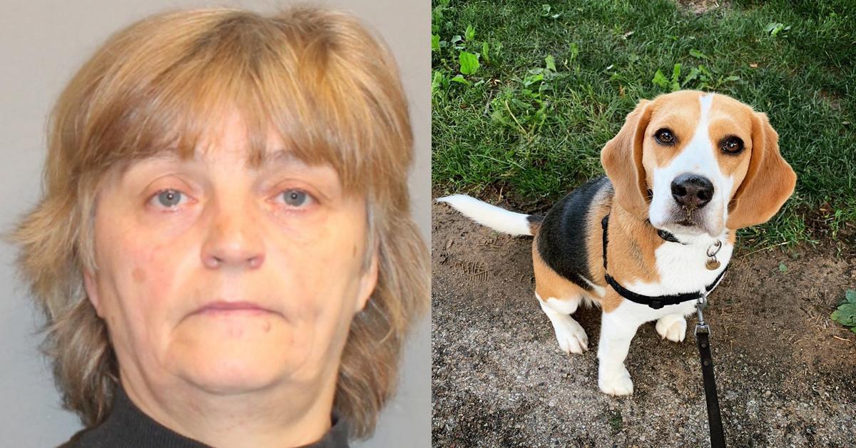 Woman Threw Her Puppy From Moving Car, Then Reported Her Beagle Is Lost