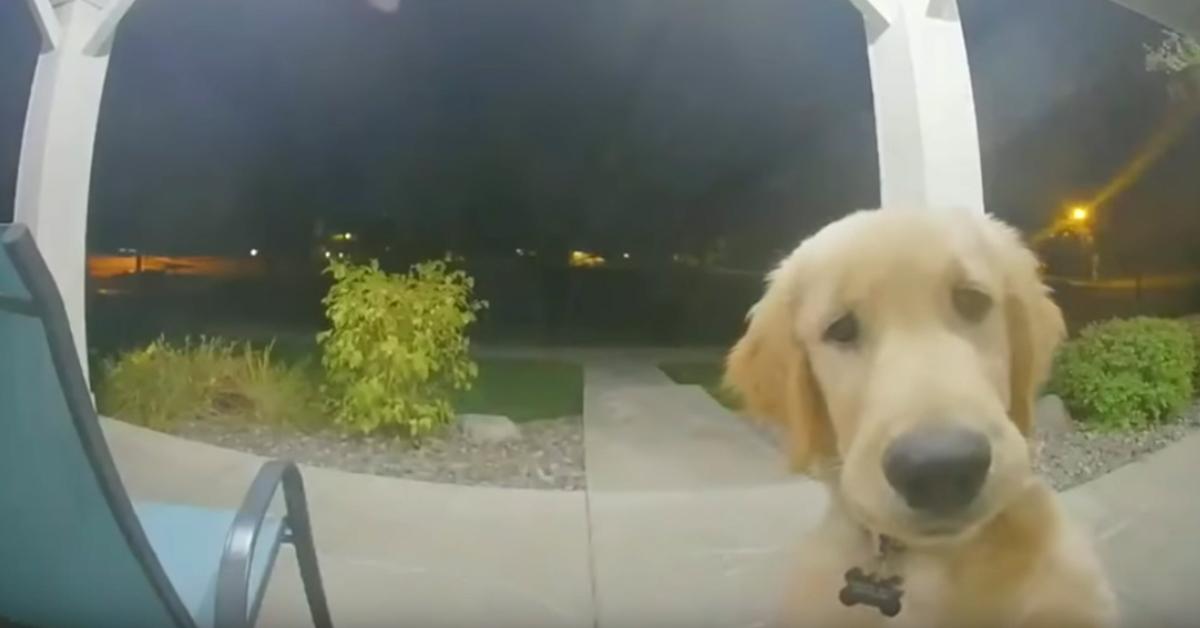 Their Dog Rings The Doorbell To Get Inside, After Running Away From Home