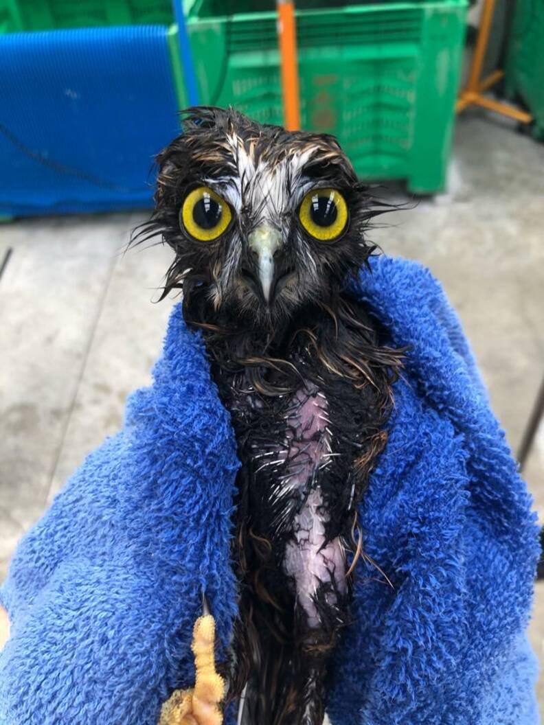 Rescue Owl Took A Bath And Its Photos Are Weirdly Adorable
