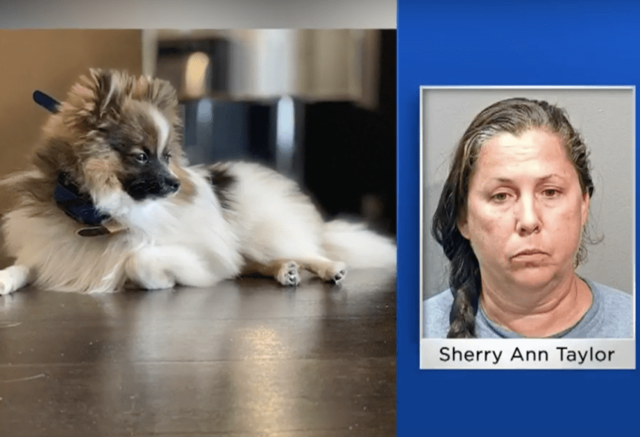 Three Dogs Pass Away In Trainer’s Hot Car While Chatting With Her Friend