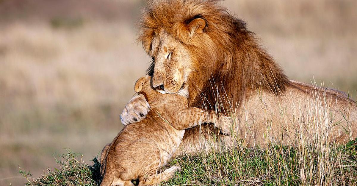 Lion Dad And His Cub Captured While Having The Most Magical Hug Real