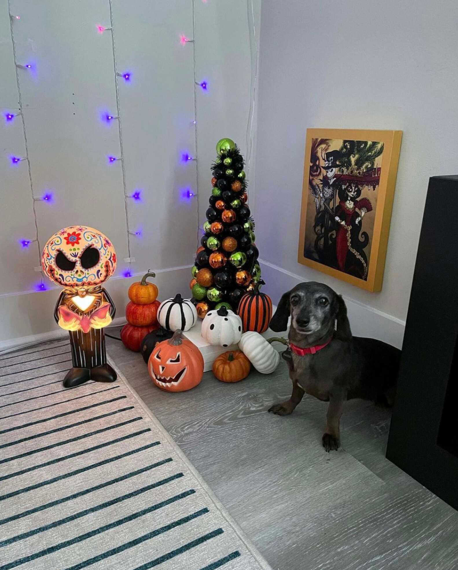 Owner Builds Living Room For Dogs at Carl Patterson blog